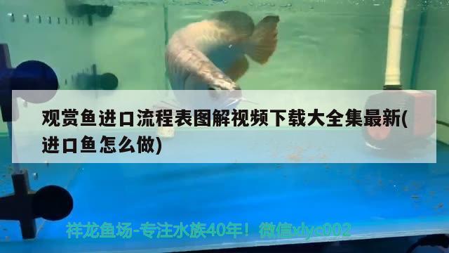 觀賞魚進口流程表圖解視頻下載大全集最新(進口魚怎么做)