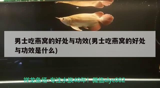 男士吃燕窩的好處與功效(男士吃燕窩的好處與功效是什么) 馬來(lái)西亞燕窩