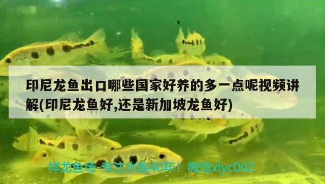 印尼龍魚出口哪些國家好養(yǎng)的多一點(diǎn)呢視頻講解(印尼龍魚好,還是新加坡龍魚好) 觀賞魚進(jìn)出口