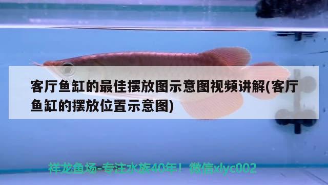 客廳魚缸的最佳擺放圖示意圖視頻講解(客廳魚缸的擺放位置示意圖) 帝王三間魚