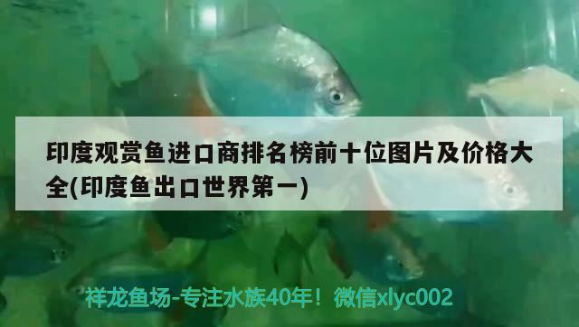 印度觀賞魚進口商排名榜前十位圖片及價格大全(印度魚出口世界第一)