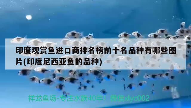 印度觀賞魚進口商排名榜前十名品種有哪些圖片(印度尼西亞魚的品種) 觀賞魚進出口