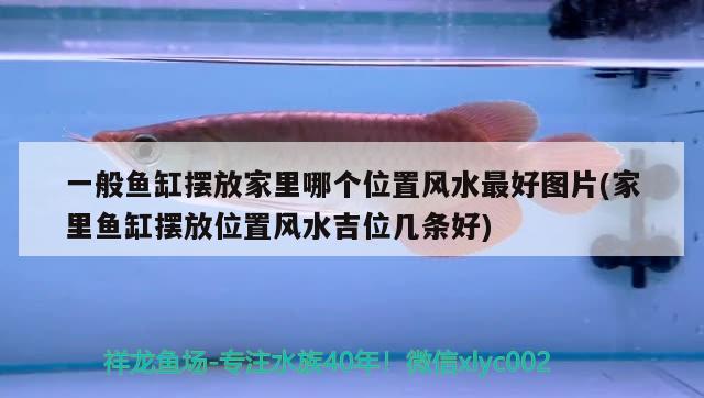 縮頭了 魚(yú)缸/水族箱 第2張