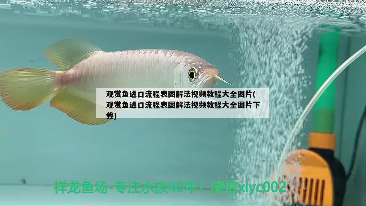 觀賞魚(yú)進(jìn)口流程表圖解法視頻教程大全圖片(觀賞魚(yú)進(jìn)口流程表圖解法視頻教程大全圖片下載) 觀賞魚(yú)進(jìn)出口