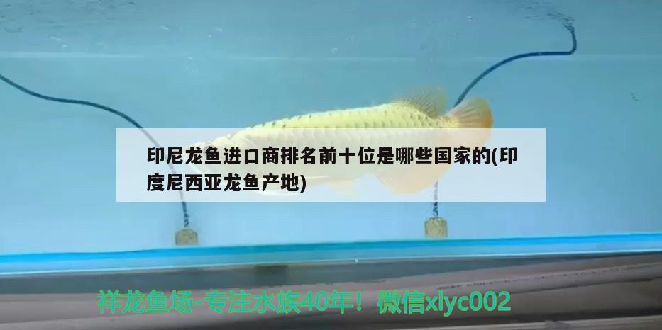 印尼龍魚(yú)進(jìn)口商排名前十位是哪些國(guó)家的(印度尼西亞龍魚(yú)產(chǎn)地) 觀賞魚(yú)進(jìn)出口