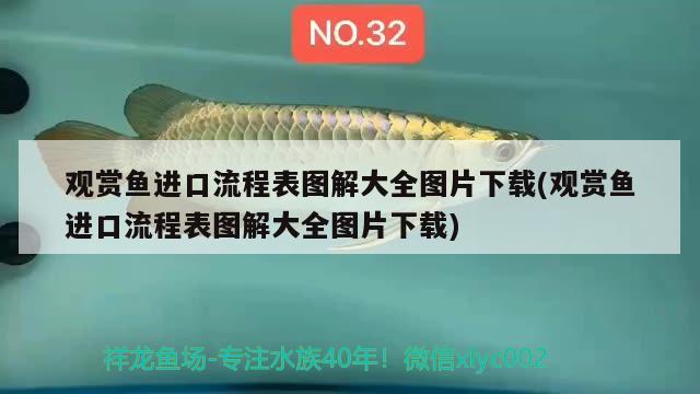 觀賞魚進(jìn)口流程表圖解大全圖片下載(觀賞魚進(jìn)口流程表圖解大全圖片下載) 觀賞魚進(jìn)出口