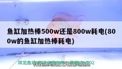 魚缸加熱棒500w還是800w耗電(800w的魚缸加熱棒耗電) 女王大帆魚苗