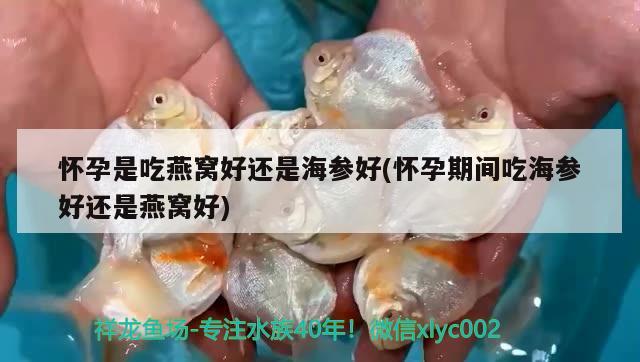 七彩雷龍魚和什么魚可以混養(yǎng)（七彩雷龍能和什么魚混養(yǎng)） 養(yǎng)魚知識