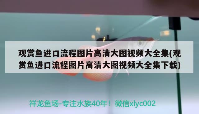 觀賞魚進口流程圖片高清大圖視頻大全集(觀賞魚進口流程圖片高清大圖視頻大全集下載) 觀賞魚進出口