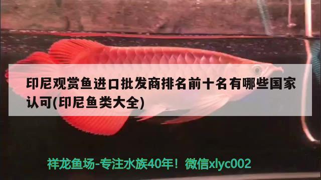 印尼觀賞魚進口批發(fā)商排名前十名有哪些國家認可(印尼魚類大全)