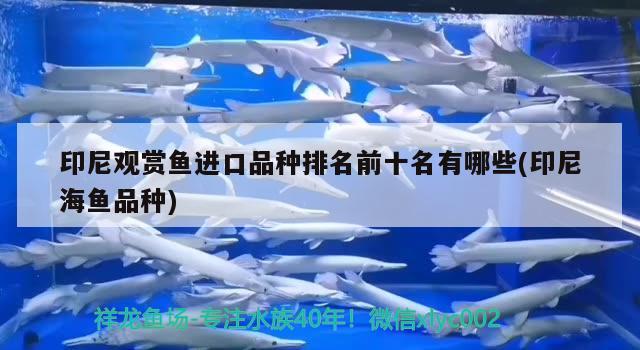 印尼觀賞魚進(jìn)口品種排名前十名有哪些(印尼海魚品種) 觀賞魚進(jìn)出口