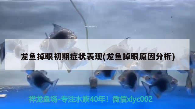 龍魚掉眼初期癥狀表現(xiàn)(龍魚掉眼原因分析) 元寶鳳凰魚