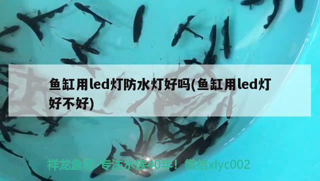 魚(yú)缸用led燈防水燈好嗎(魚(yú)缸用led燈好不好) 魚(yú)缸水質(zhì)穩(wěn)定劑