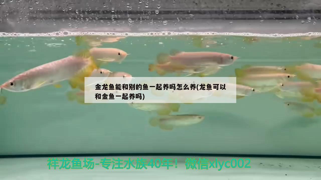 金龍魚能和別的魚一起養(yǎng)嗎怎么養(yǎng)(龍魚可以和金魚一起養(yǎng)嗎)