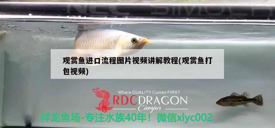 觀賞魚進(jìn)口流程圖片視頻講解教程(觀賞魚打包視頻) 觀賞魚進(jìn)出口