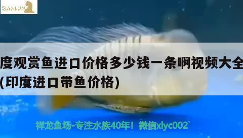 印度觀賞魚進口價格多少錢一條啊視頻大全下載(印度進口帶魚價格) 觀賞魚進出口