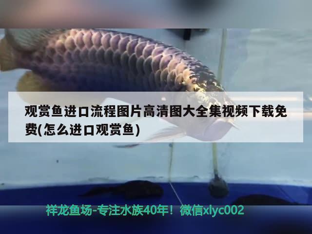 觀賞魚進(jìn)口流程圖片高清圖大全集視頻下載免費(fèi)(怎么進(jìn)口觀賞魚) 觀賞魚進(jìn)出口