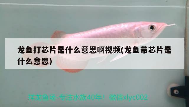 龍魚打芯片是什么意思啊視頻(龍魚帶芯片是什么意思)