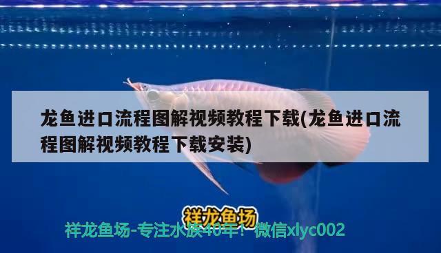 龍魚進(jìn)口流程圖解視頻教程下載(龍魚進(jìn)口流程圖解視頻教程下載安裝) 觀賞魚進(jìn)出口