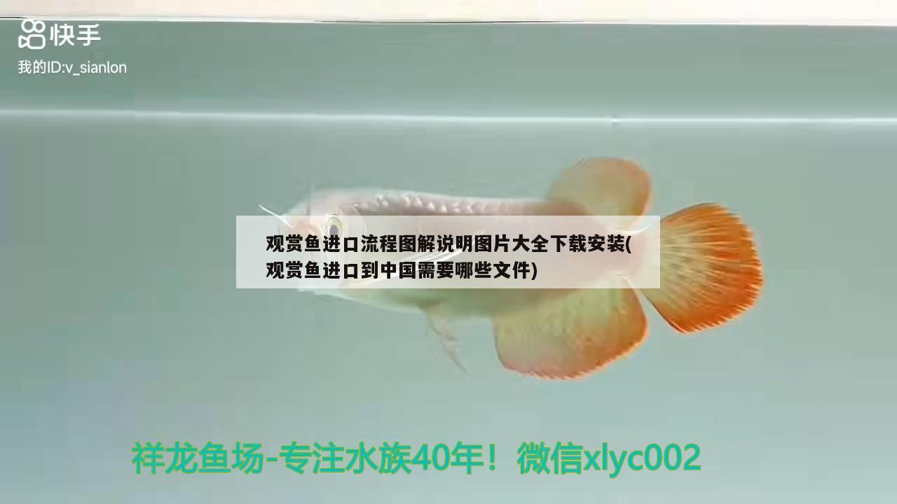 觀賞魚進(jìn)口流程圖解說(shuō)明圖片大全下載安裝(觀賞魚進(jìn)口到中國(guó)需要哪些文件) 觀賞魚進(jìn)出口