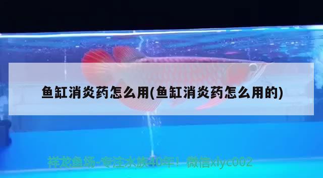 魚缸消炎藥怎么用(魚缸消炎藥怎么用的) 祥龍傳奇品牌魚缸