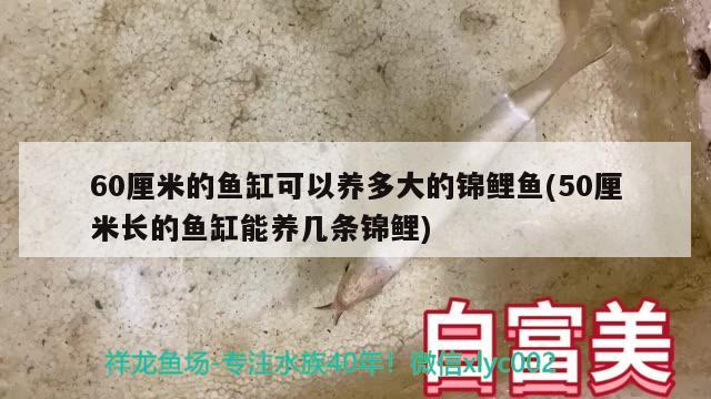 60厘米的魚缸可以養(yǎng)多大的錦鯉魚(50厘米長(zhǎng)的魚缸能養(yǎng)幾條錦鯉) 狗頭魚