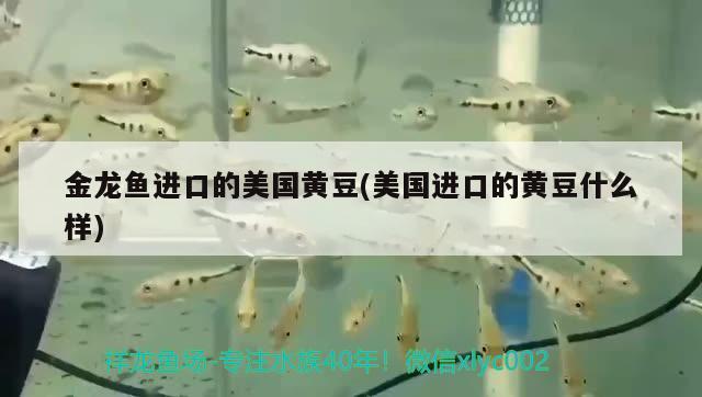 豬鼻龜咬龍魚(yú)尾巴會(huì)死嗎 豬鼻龜咬龍魚(yú)怎么辦 羽毛刀魚(yú)苗