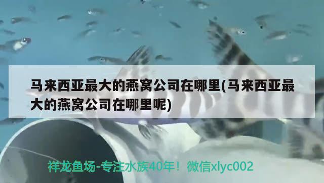 魚缸里白石子用什么洗能干凈一點(diǎn)（ 魚缸里的白石子怎么洗干凈） BD魟魚