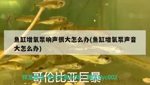 魚缸增氧泵響聲很大怎么辦(魚缸增氧泵聲音大怎么辦)