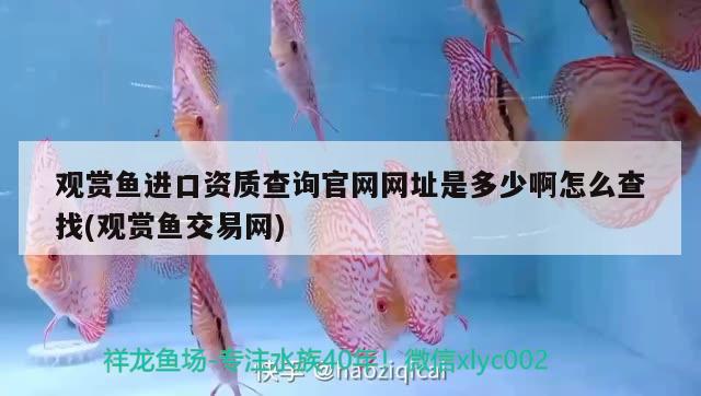 各位幫我看看用多大加熱棒和泵合適啊 白化火箭魚 第2張