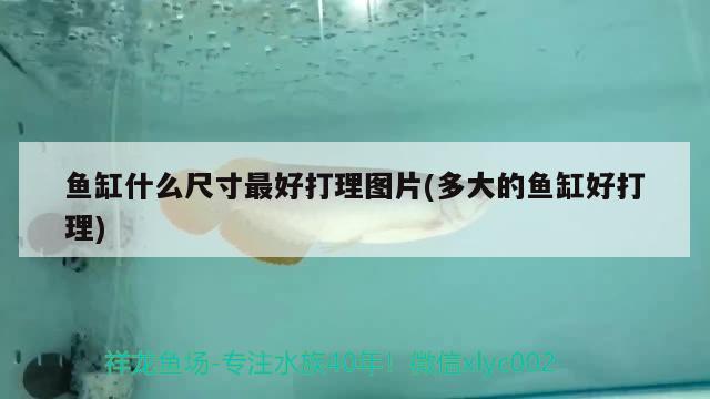 魚(yú)缸什么尺寸最好打理圖片(多大的魚(yú)缸好打理) 金龍魚(yú)百科