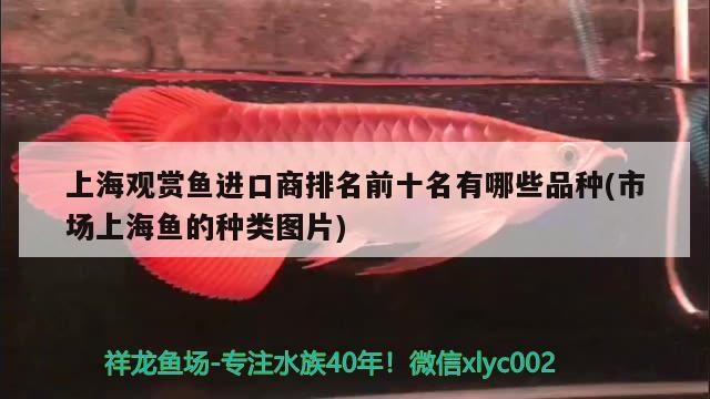 上海觀賞魚進(jìn)口商排名前十名有哪些品種(市場上海魚的種類圖片) 觀賞魚進(jìn)出口