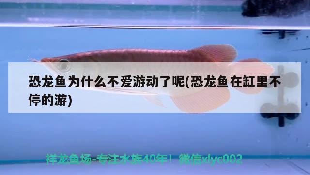 恐龍魚(yú)為什么不愛(ài)游動(dòng)了呢(恐龍魚(yú)在缸里不停的游) 福魟魟魚(yú) 第2張