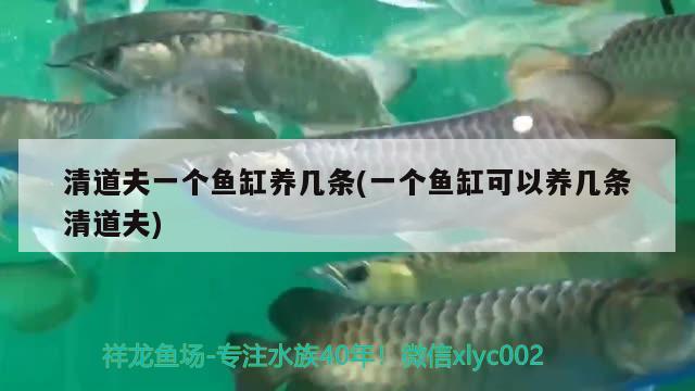 清道夫一個(gè)魚缸養(yǎng)幾條(一個(gè)魚缸可以養(yǎng)幾條清道夫) 申古銀版魚