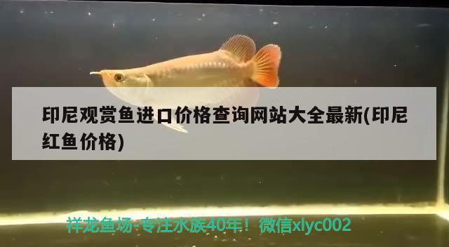 印尼觀賞魚進(jìn)口價(jià)格查詢網(wǎng)站大全最新(印尼紅魚價(jià)格)