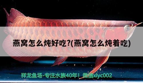 雷龍魚是什么樣的（雷龍魚是什么樣的魚圖片） 龍魚專用燈 第2張