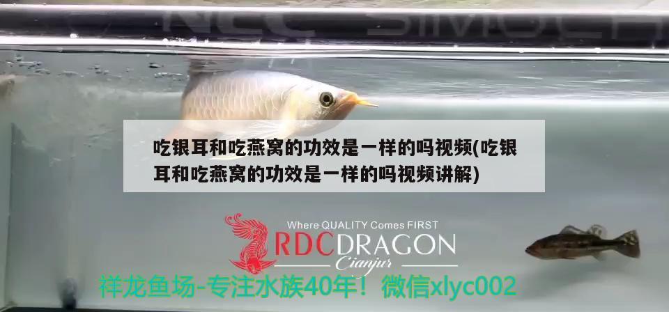 金松錦鯉和孔雀錦鯉的區(qū)別，錦鯉的各種品種及價格 觀賞魚 第1張