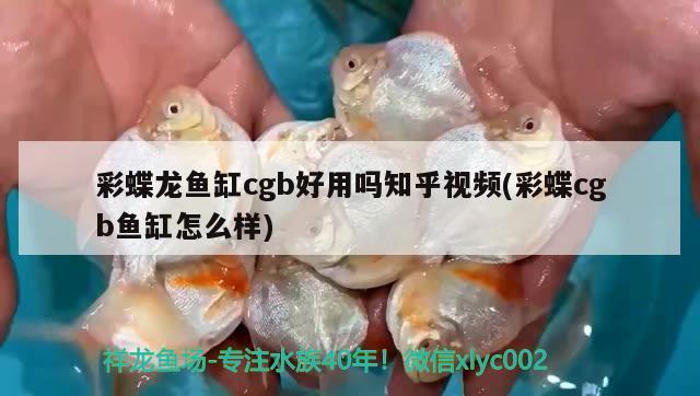 彩蝶龍魚缸cgb好用嗎知乎視頻(彩蝶cgb魚缸怎么樣) 黃寬帶蝴蝶魚