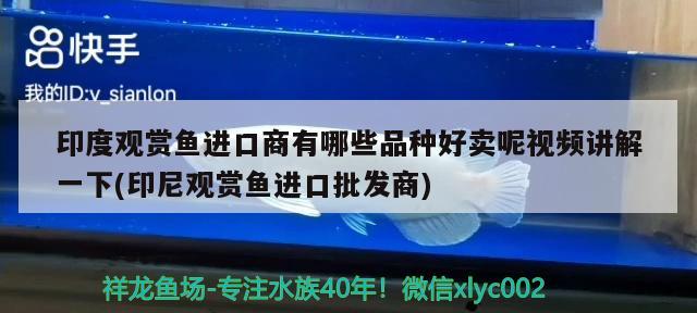 印度觀賞魚進口商有哪些品種好賣呢視頻講解一下(印尼觀賞魚進口批發(fā)商) 觀賞魚進出口