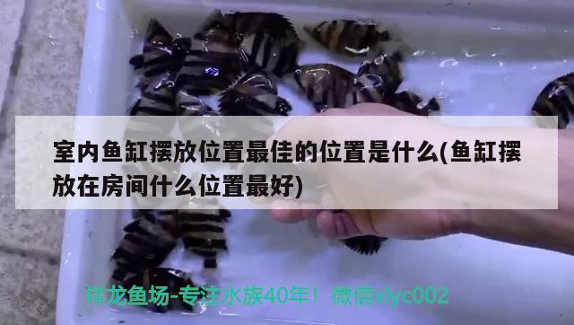 慌慌張張匆匆忙忙 羽毛刀魚苗 第3張