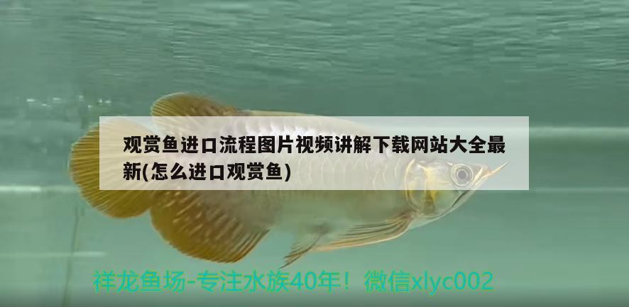 龍魚掉眼是什么意思啊(龍魚掉眼是什么意思啊視頻)