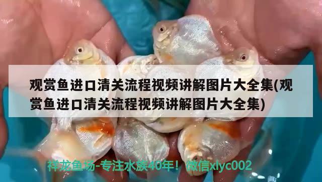 觀賞魚進口清關流程視頻講解圖片大全集(觀賞魚進口清關流程視頻講解圖片大全集) 觀賞魚進出口