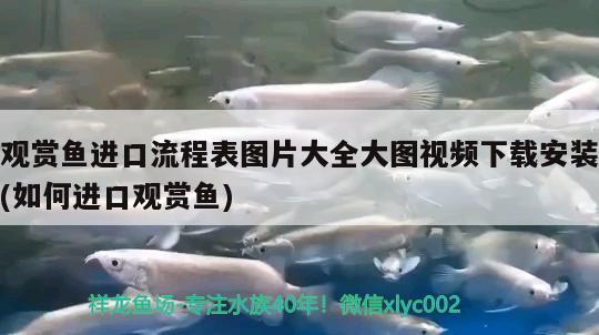 黃金招財貓魚怎么那么貴呢圖片欣賞的簡單介紹 女王大帆魚苗 第2張