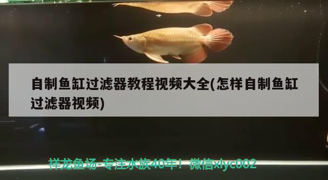 自制魚缸過濾器教程視頻大全(怎樣自制魚缸過濾器視頻) 祥龍超血紅龍魚