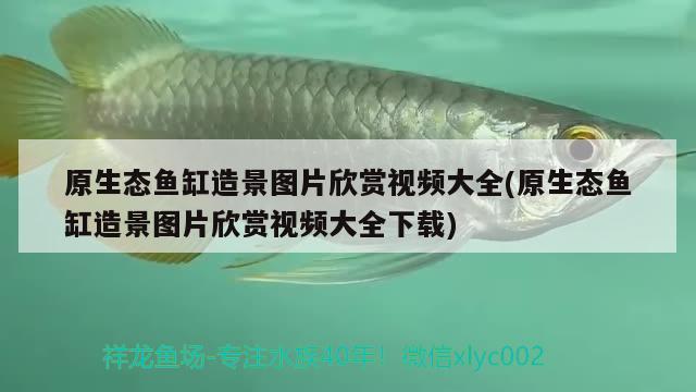 原生態(tài)魚缸造景圖片欣賞視頻大全(原生態(tài)魚缸造景圖片欣賞視頻大全下載) 巴西亞魚苗