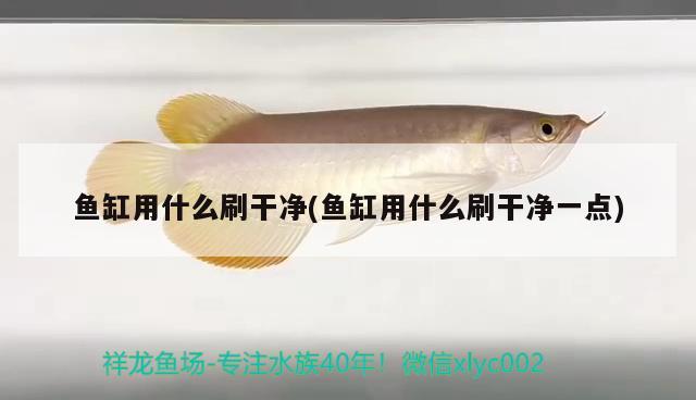 魚缸用什么刷干凈(魚缸用什么刷干凈一點(diǎn)) 月光鴨嘴魚