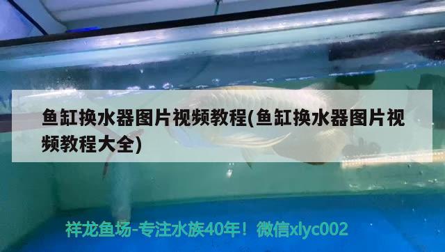 金龍魚用什么燈光（藍(lán)底過背金龍魚用什么燈光） 過背金龍魚 第1張