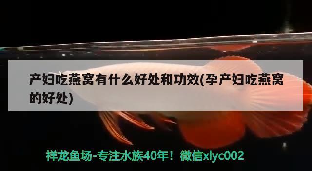 尖嘴鱷的介紹，尖嘴鱷是長嘴鱷嗎 觀賞魚 第2張