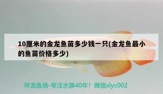 10厘米的金龍魚苗多少錢一只(金龍魚最小的魚苗價格多少) 祥龍水族濾材/器材