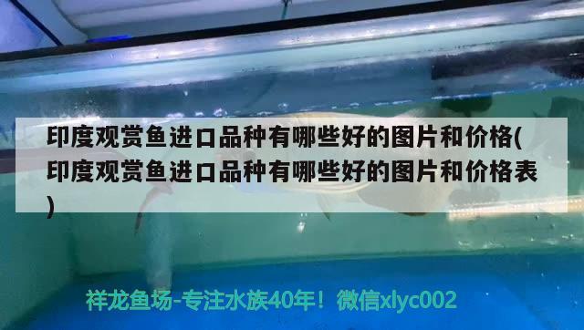 印度觀賞魚進(jìn)口品種有哪些好的圖片和價格(印度觀賞魚進(jìn)口品種有哪些好的圖片和價格表) 觀賞魚進(jìn)出口